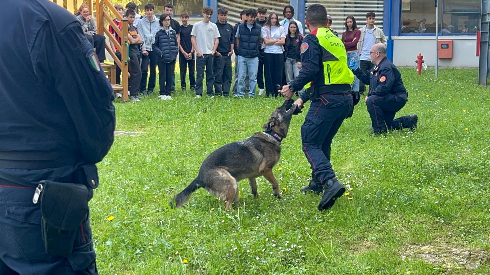 bachelet_cinofili__13_.jpeg (279 KB)