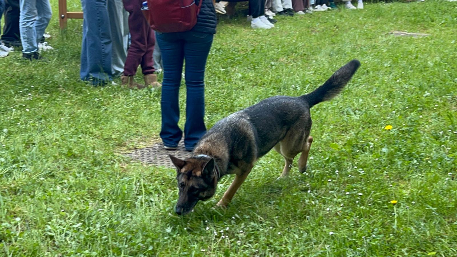 bachelet_cinofili__15_.jpeg (272 KB)