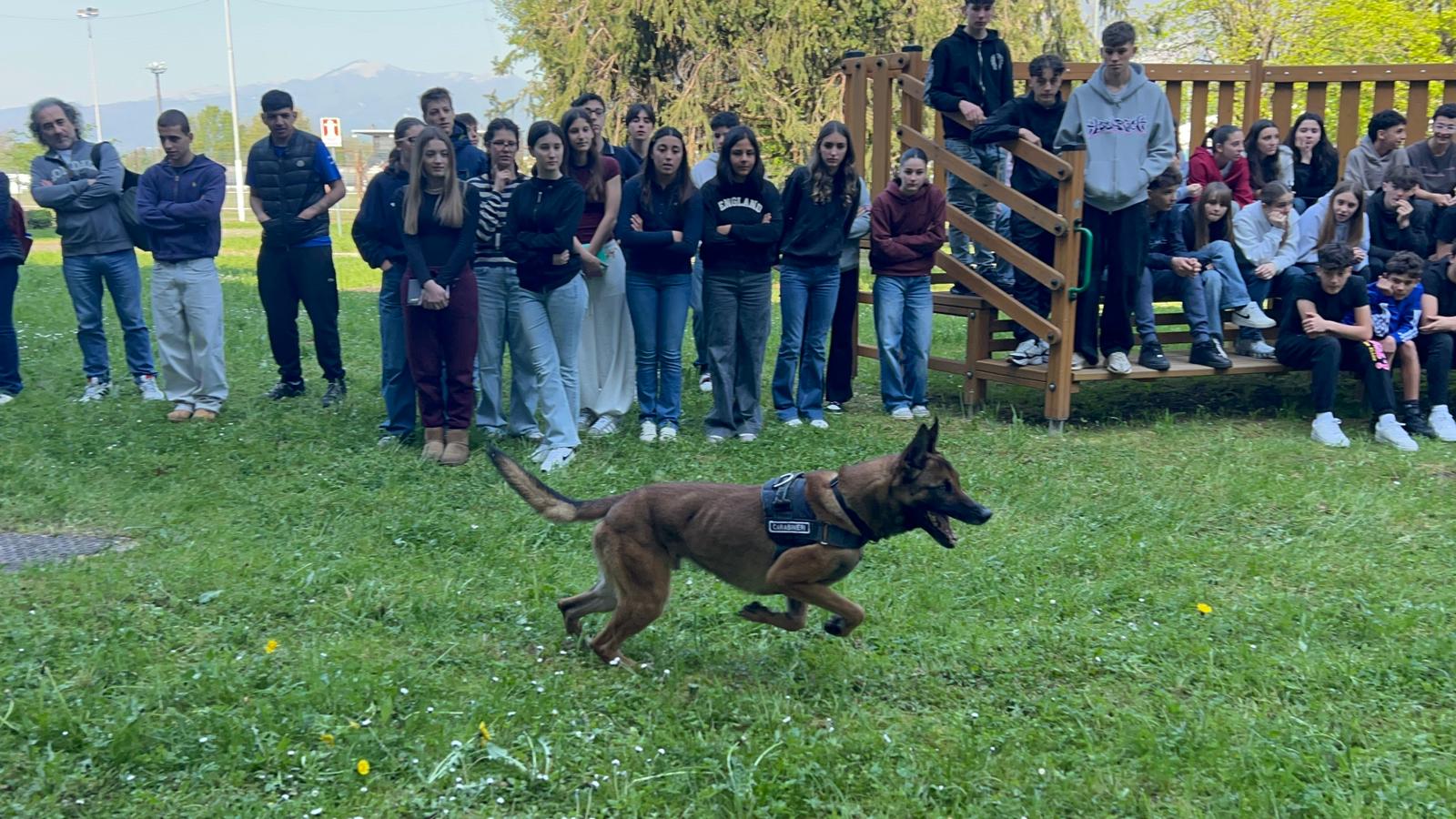 bachelet_cinofili__18_.jpeg (276 KB)