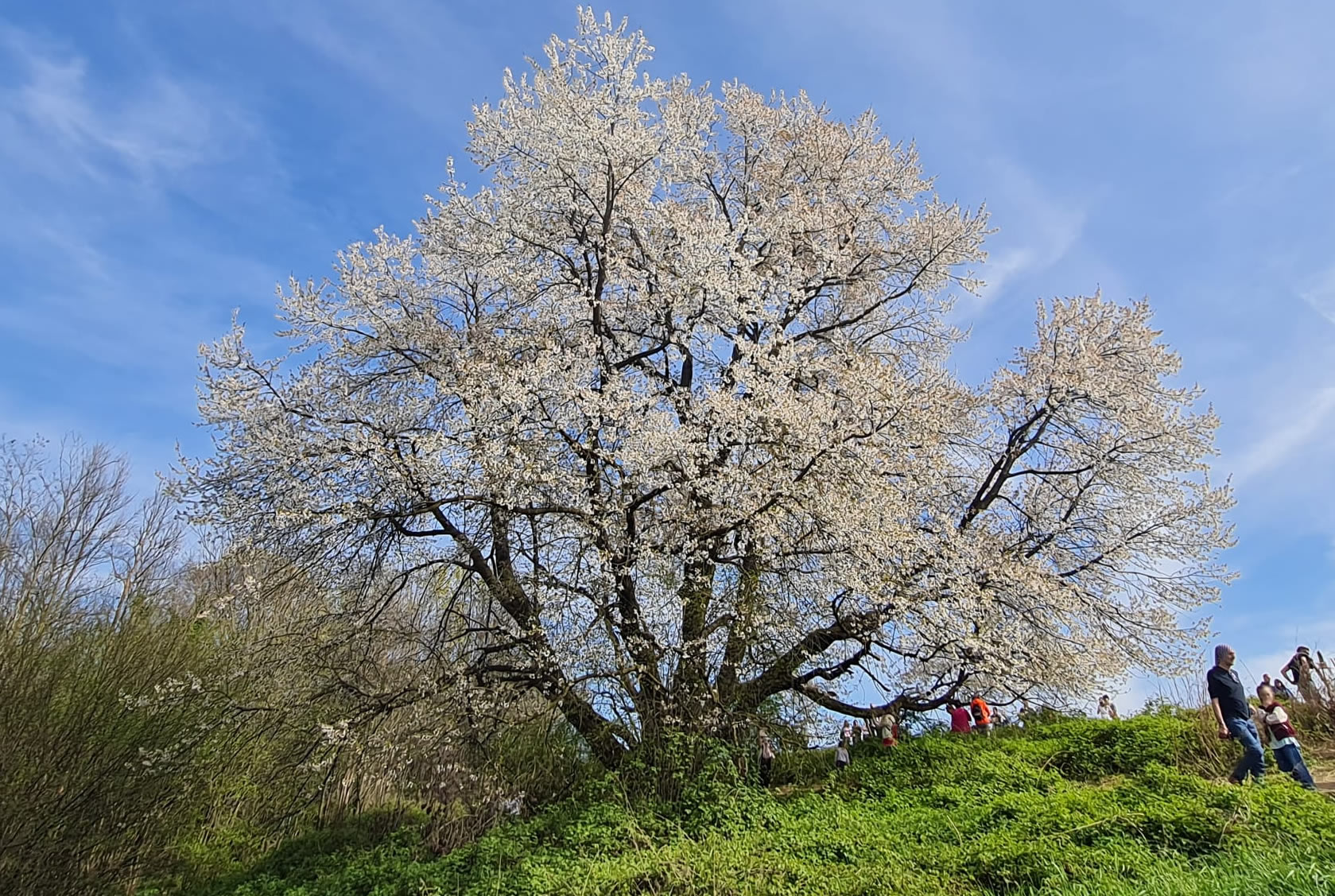 besanaciliegio_2.jpg (549 KB)