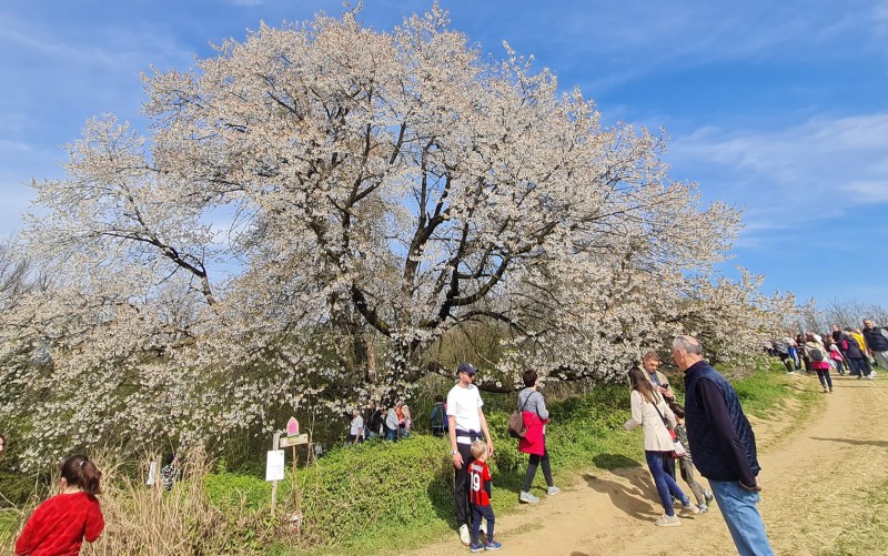 besanaciliegio_4.jpg (172 KB)