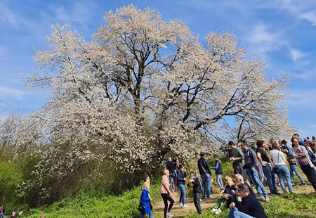 besanaciliegio_prima.jpg (54 KB)