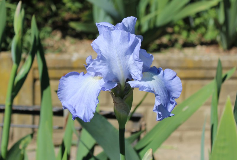 iris.jpg (71 KB)