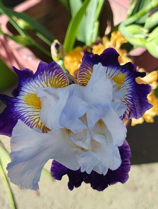 missaglianogaro4.jpg (134 KB)