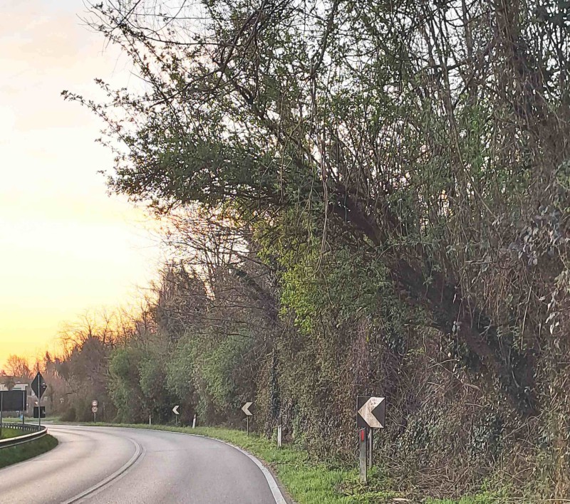 missagliapiante1.jpg (240 KB)