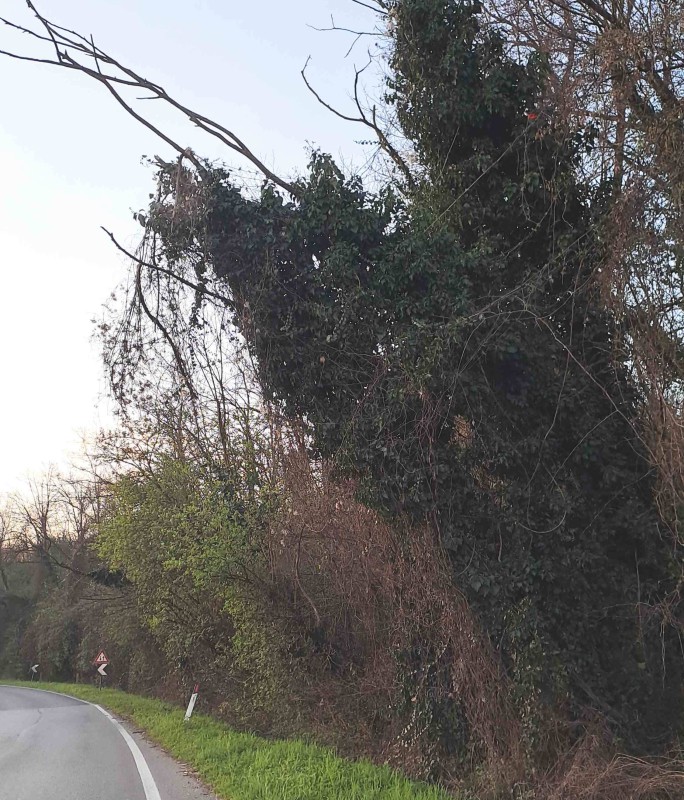 missagliapiante2.jpg (191 KB)