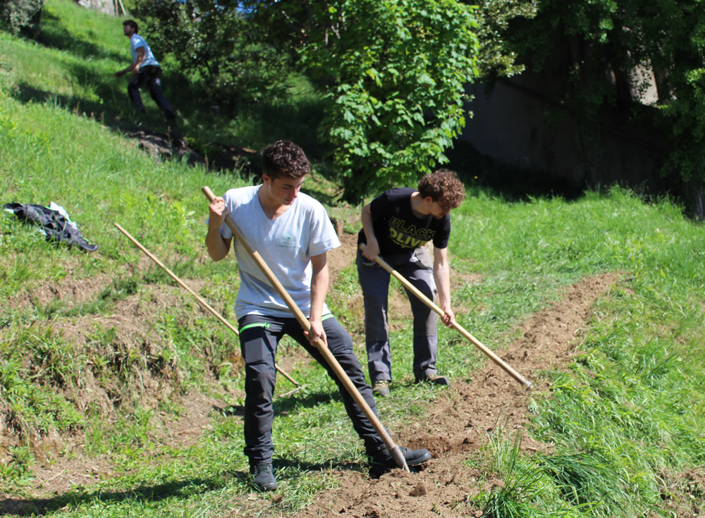 monticellobalze2.jpg (516 KB)