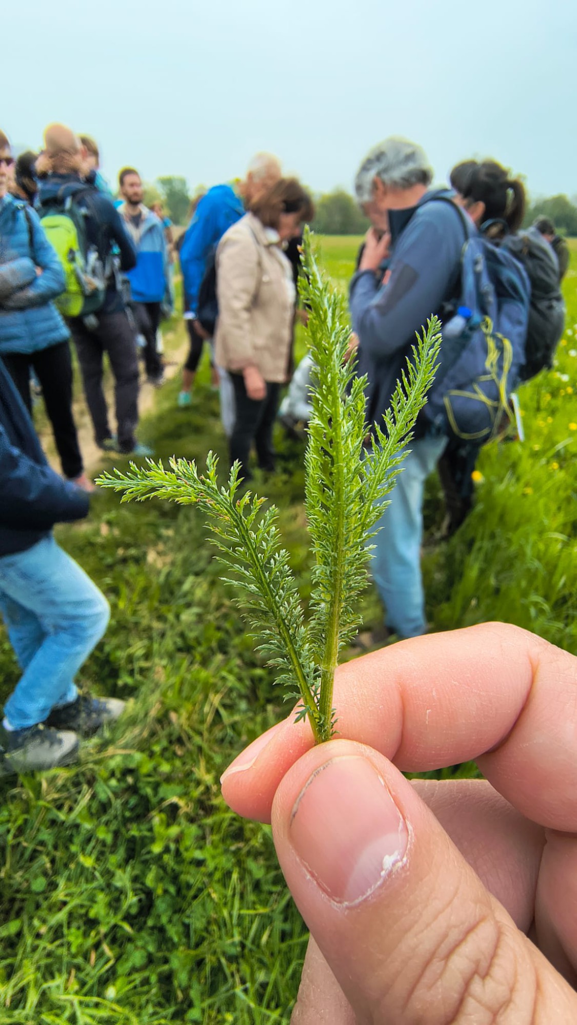 plis_camminata__2_.jpeg (390 KB)