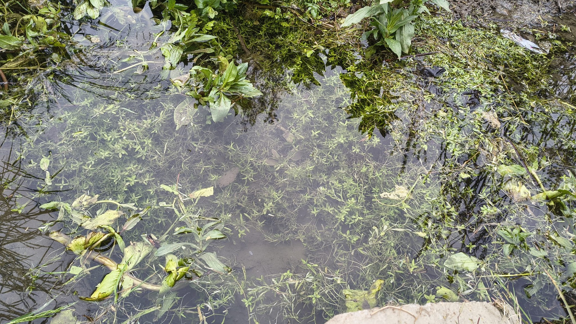 plis_camminata__5_.jpeg (871 KB)