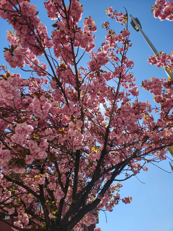 primaverabarzano.jpg (208 KB)