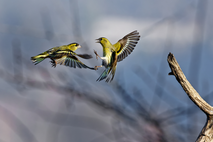 scatti4.webp (260 KB)