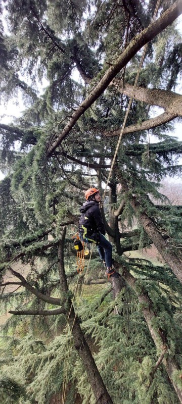 tree_climbing.jpg (136 KB)
