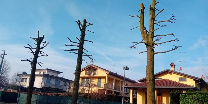 capitozzaturaprima.jpg (88 KB)