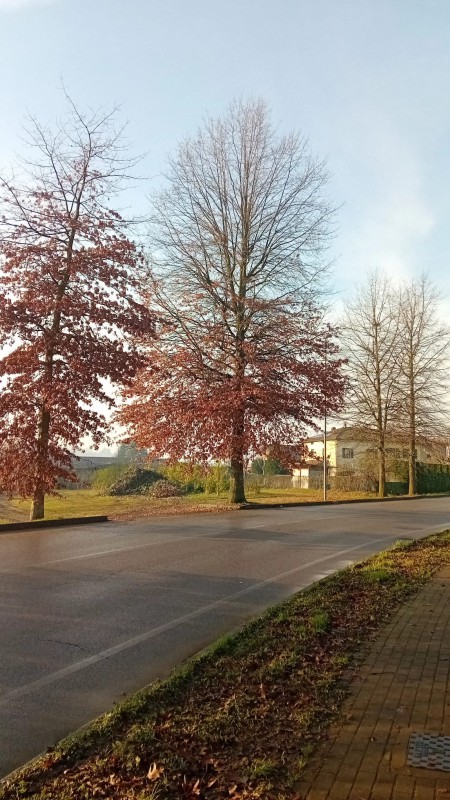 cortenuovapiante__1_.jpeg (126 KB)