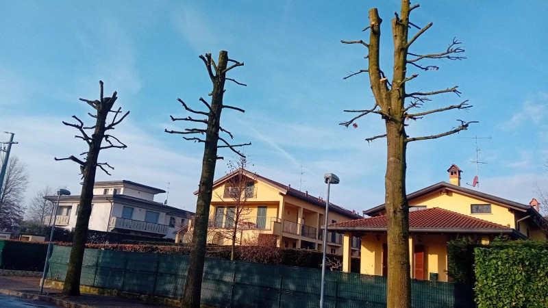 cortenuovapiante__2_.jpeg (99 KB)