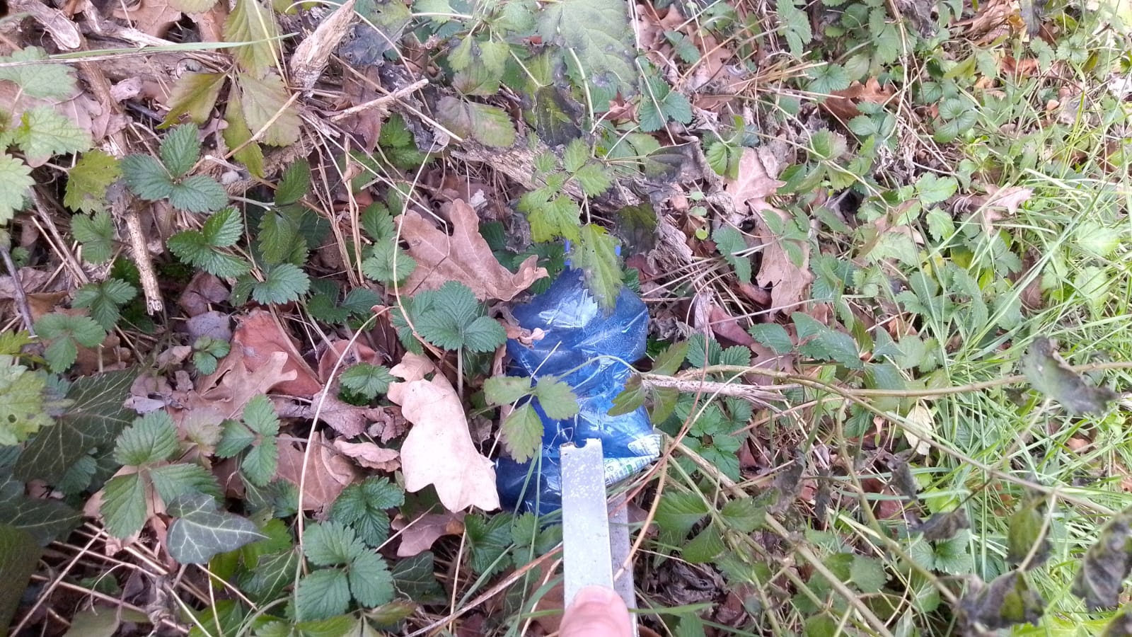 plogging__1_.jpeg (325 KB)