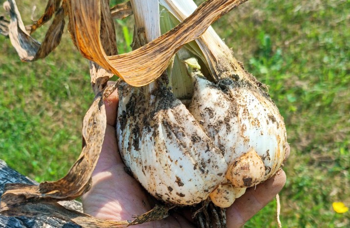 L'aglione record alla Colombina