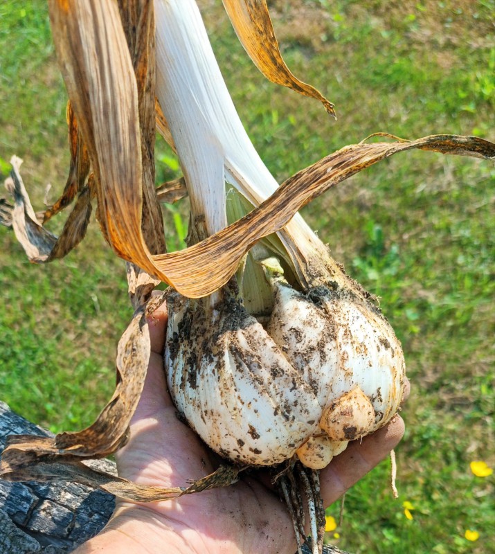aglione.jpg (176 KB)