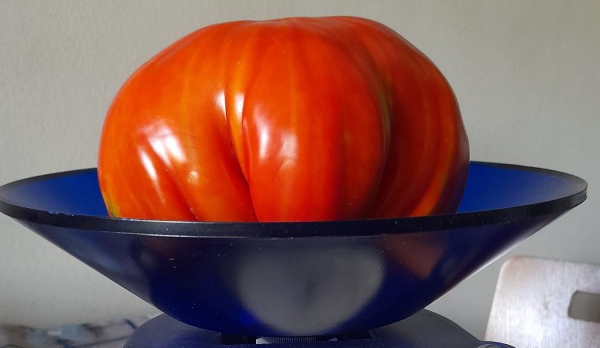 Pomodoro eccezionale