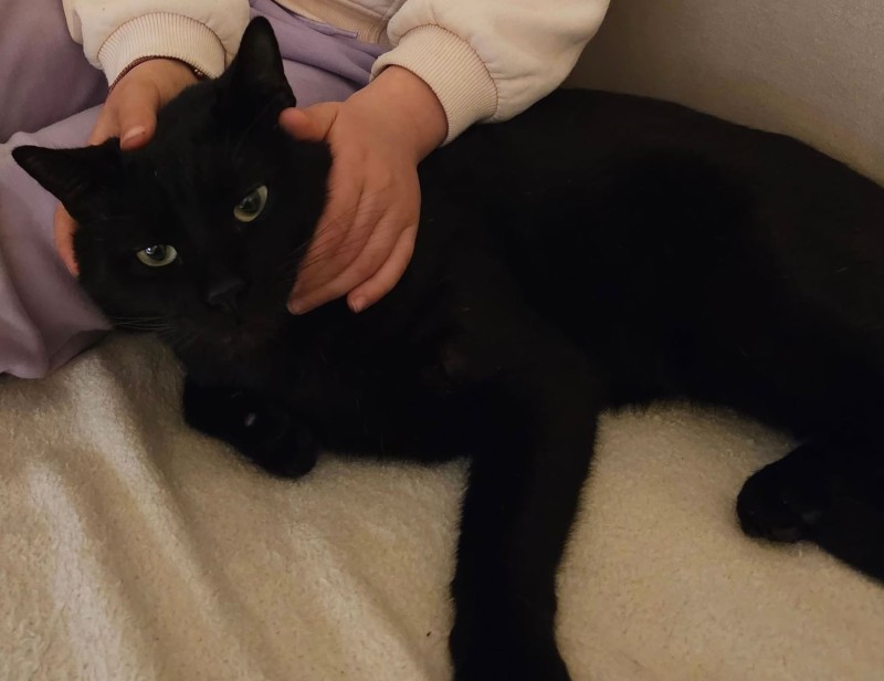 sironegatto1.jpg (60 KB)