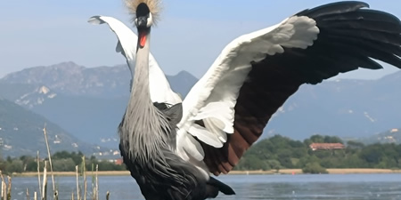 Gru Grigia Coronata al Lago di Pusiano