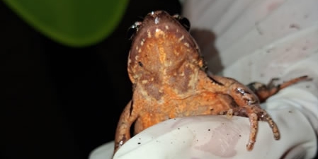 ParcoSalvaGuardiaAnfibiPRIMA.jpg (41 KB)