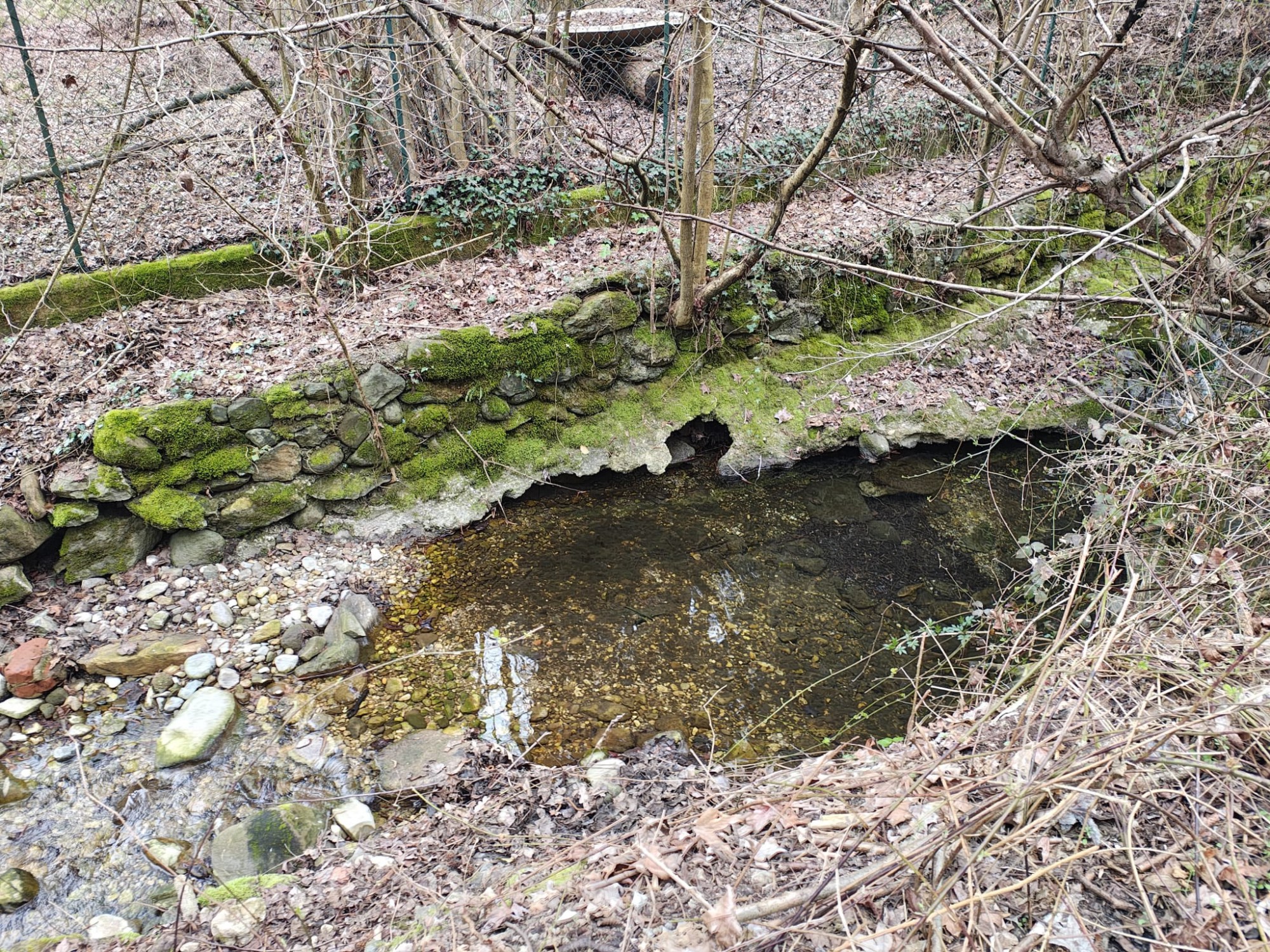 gambaione12.jpg (1.23 MB)