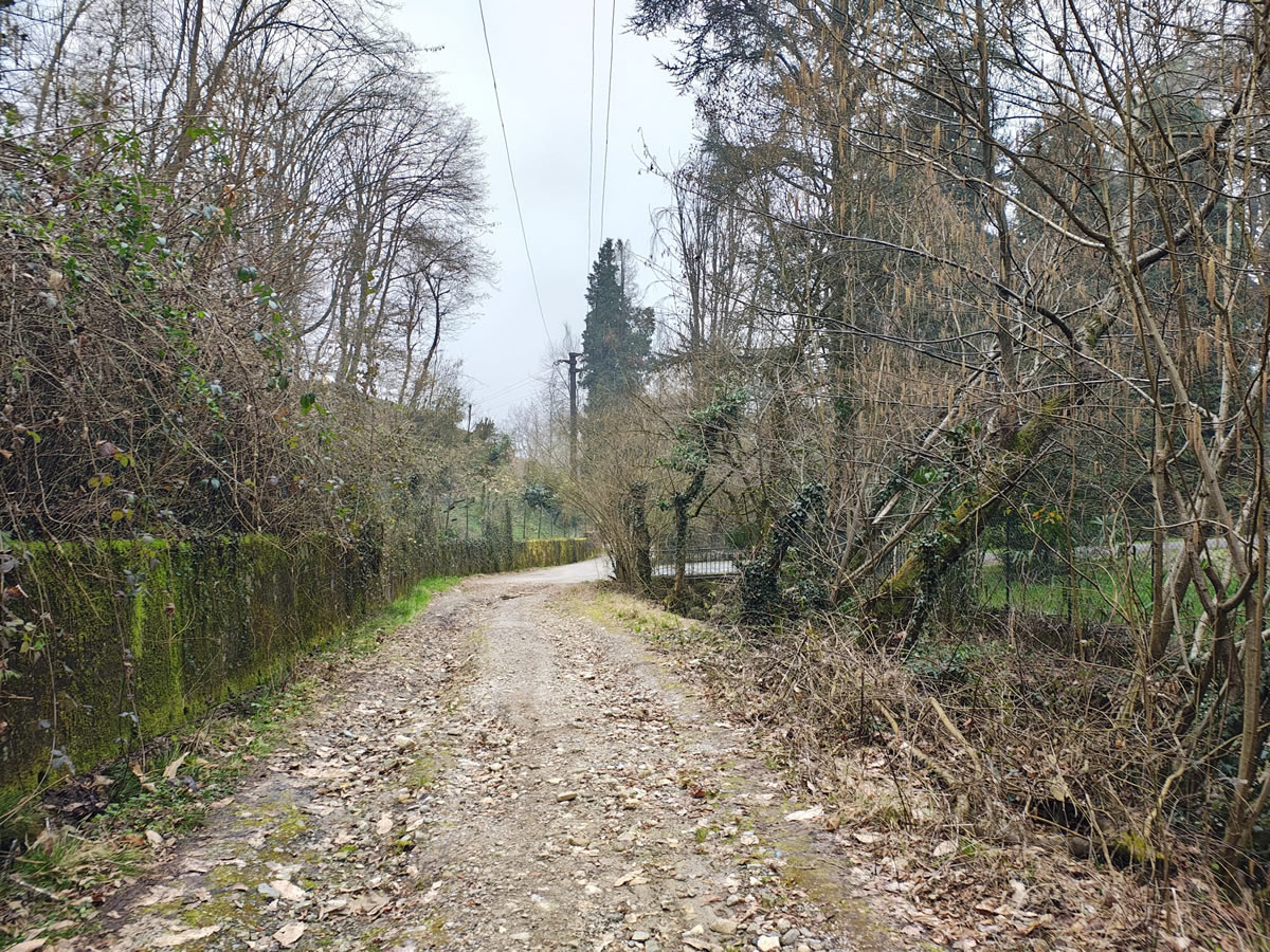 gambaione2.jpg (456 KB)