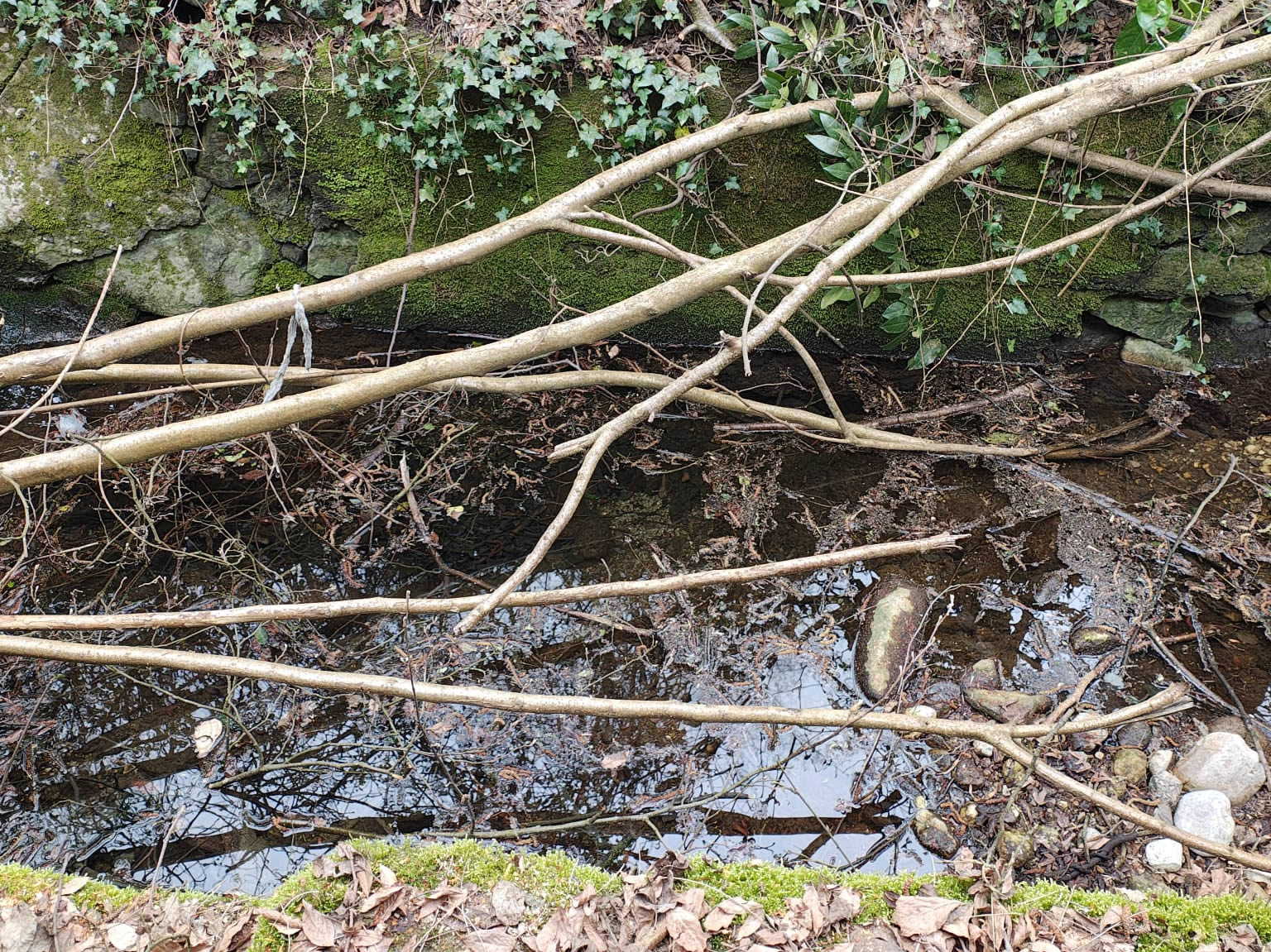 gambaione8.jpg (620 KB)