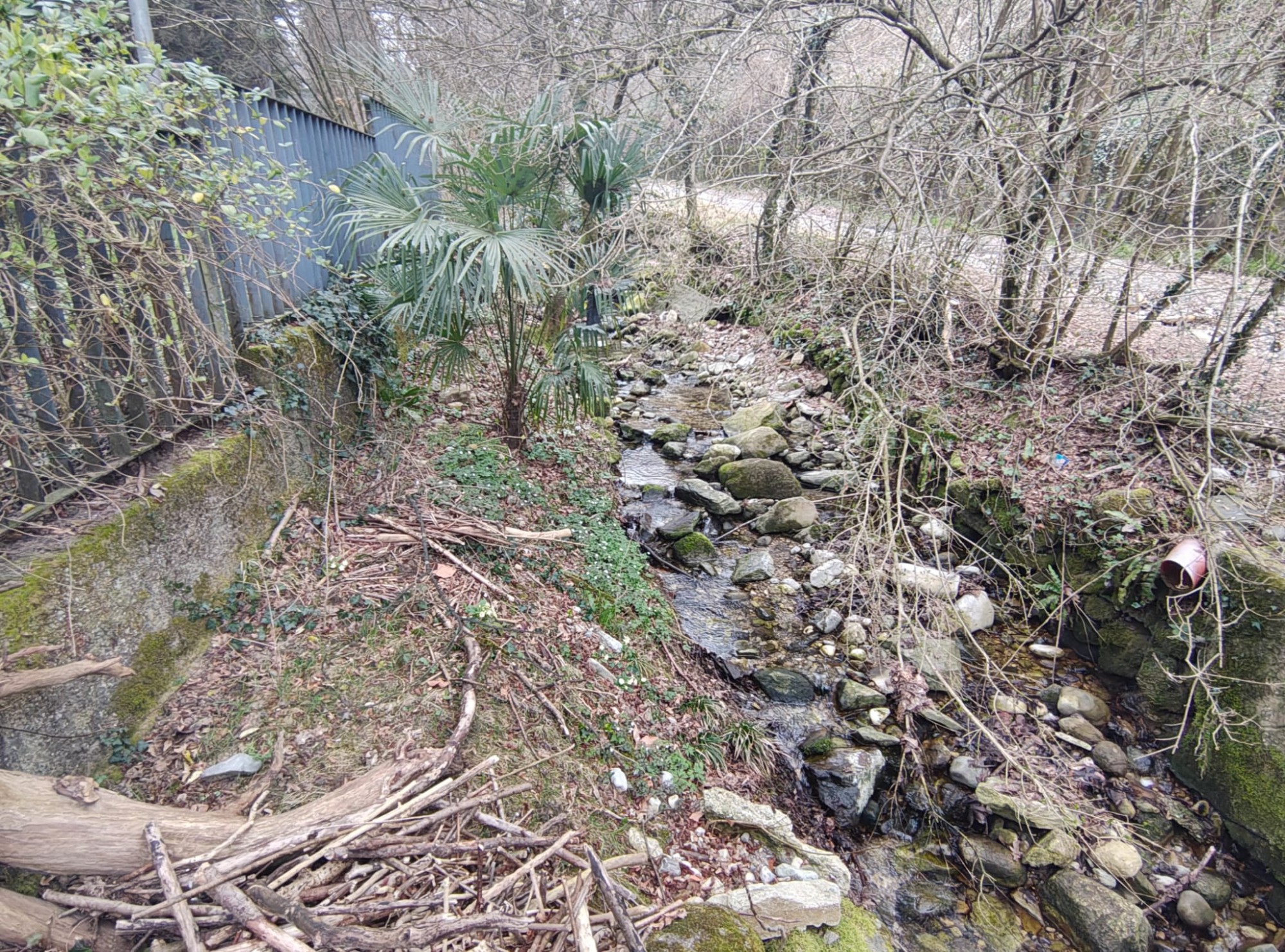 gambaione9.jpg (980 KB)