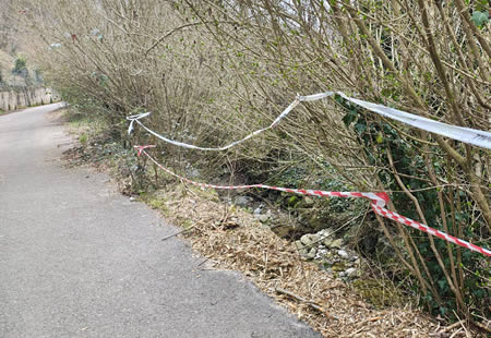 gambaioneprima.jpg (50 KB)