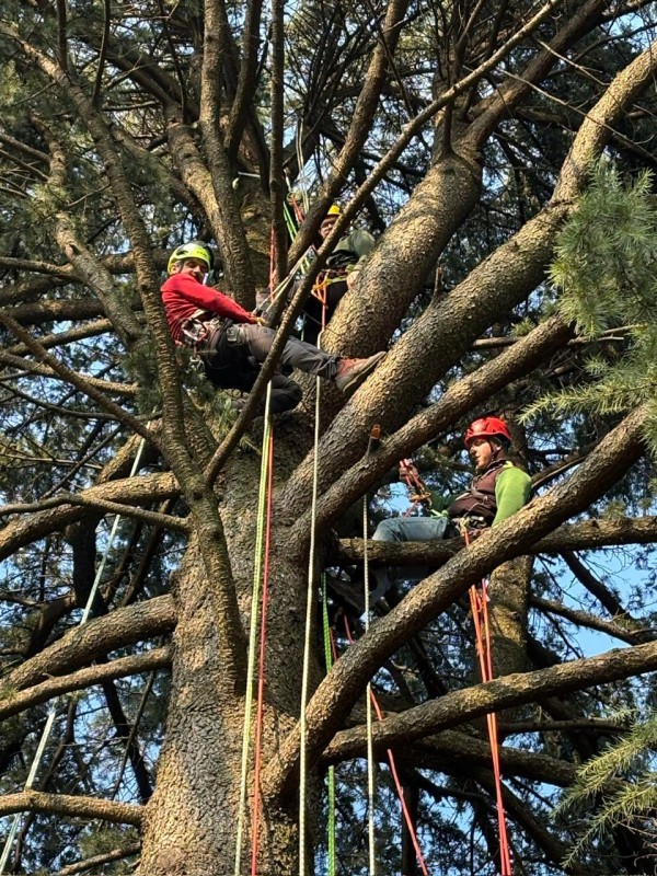 tree_climbing_6.jpg (228 KB)