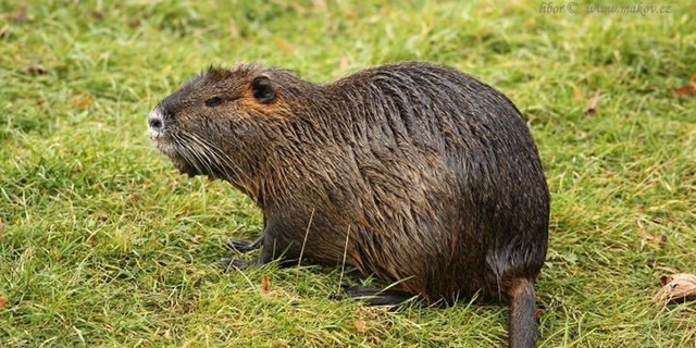Parco_Curone_Nutria-1.jpg (161 KB)