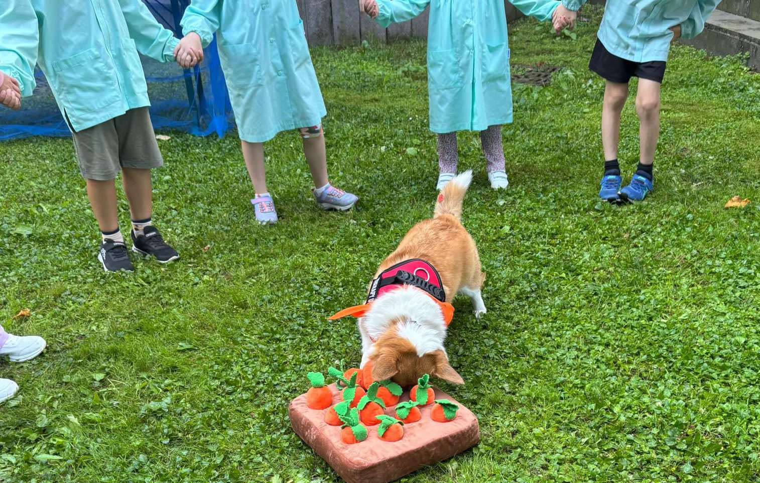 oggionopet2.jpg (504 KB)