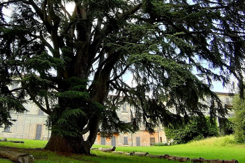 alberi_villa_greppi.jpeg (185 KB)