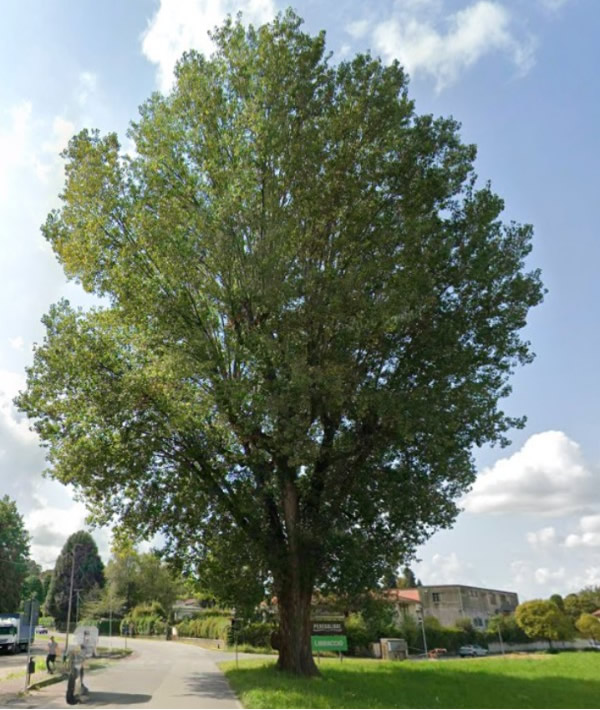 pioppo1.jpg (131 KB)