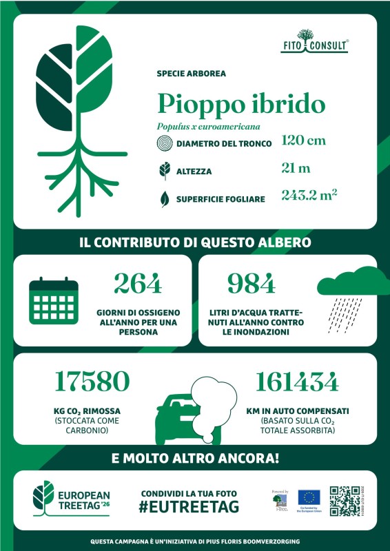 pioppo2.jpg (91 KB)