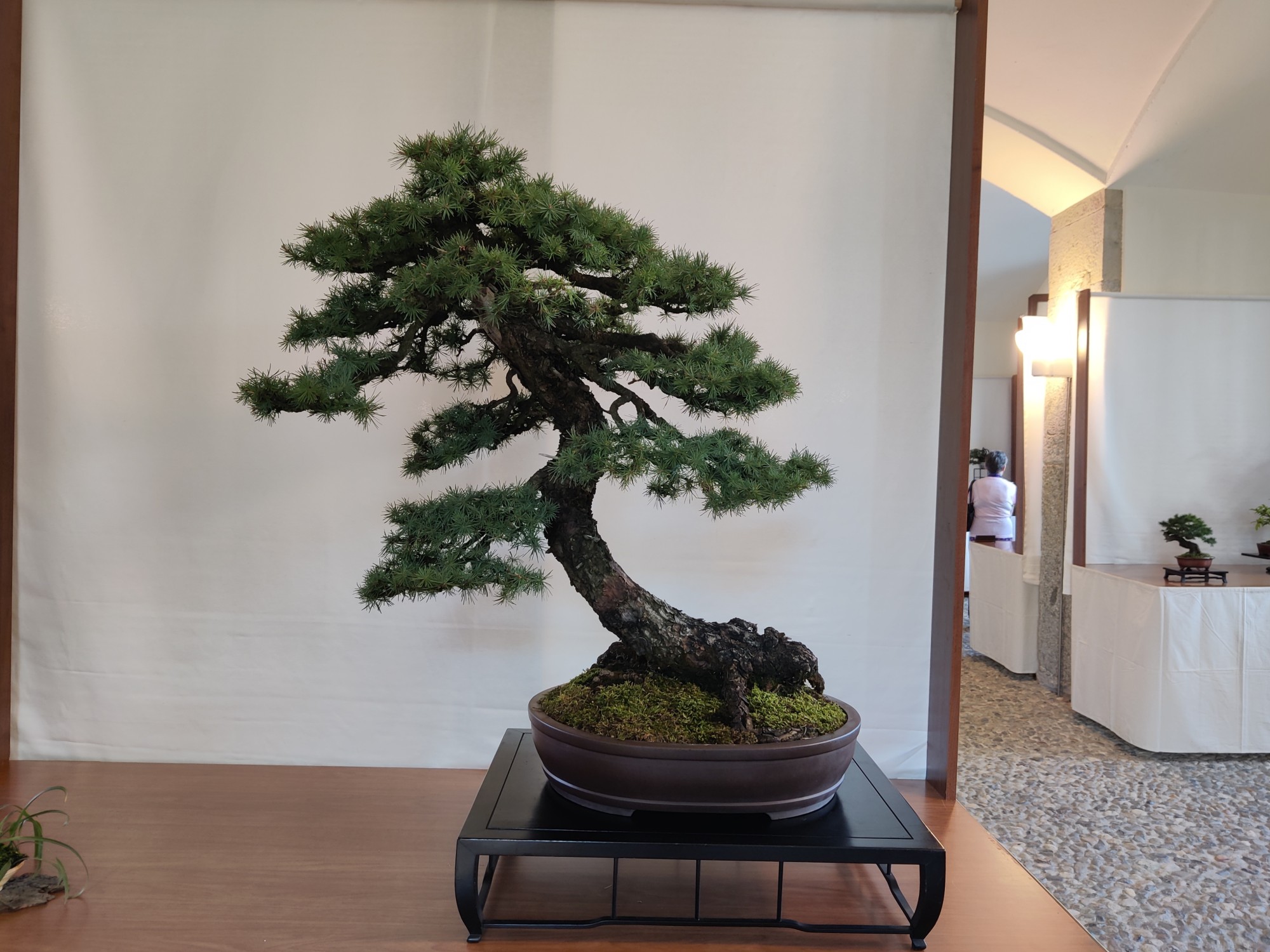 vg_bonsai__1_.jpg (439 KB)