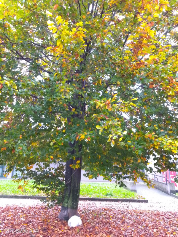 WhatsApp Image 2025-11-02 at 10.36.28.